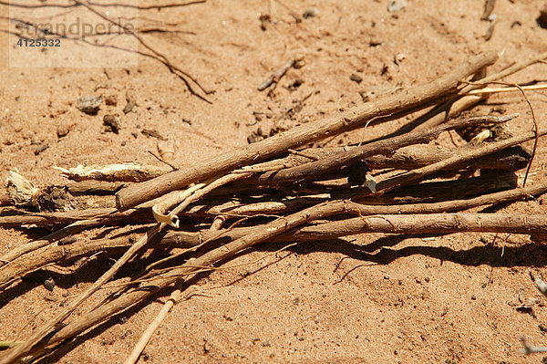 Verschiedene Heilpflanzen eines traditionellen Heilers  Sehitwa  Botswana  Afrika