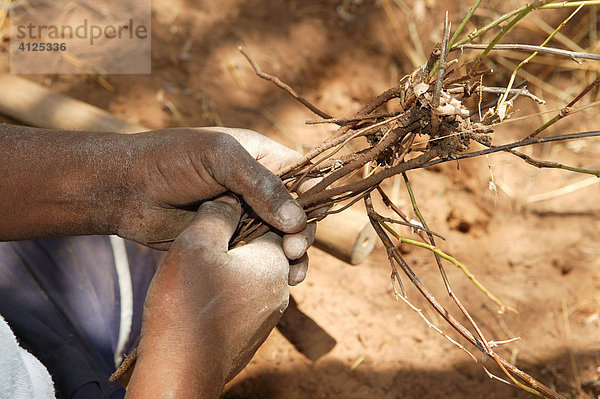 Traditioneller Heiler zeigt verschiedene Heilpflanzen  Sehitwa  Botswana  Afrika
