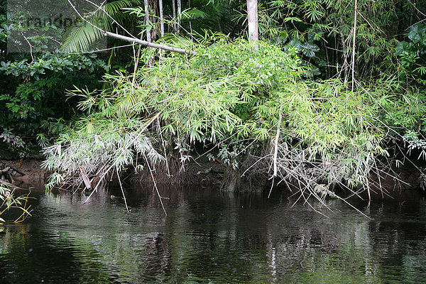 Kamuni Fluss  Uferlandschaft im Regenwald von Guyana  Südamerika