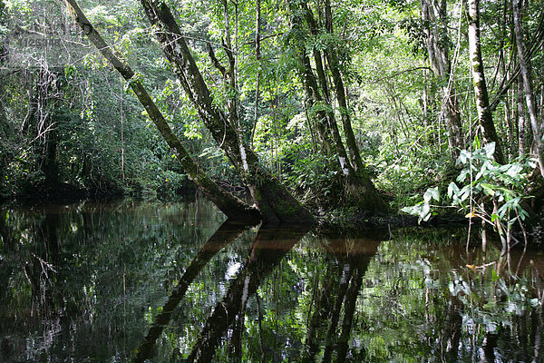 Kamuni Fluss im Regenwald von Guyana  Südamerika