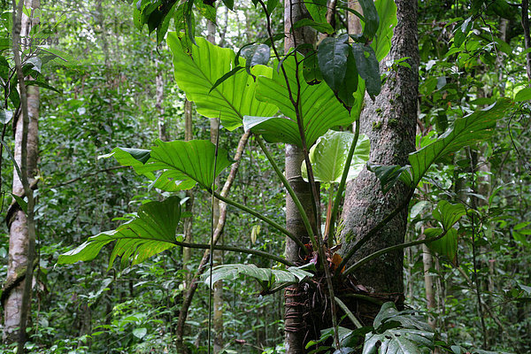 Bromelien (Bromeliaceae)  Regenwald  Guyana  Südamerika