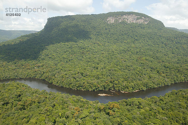 Regenwald  Guyana  Südamerika