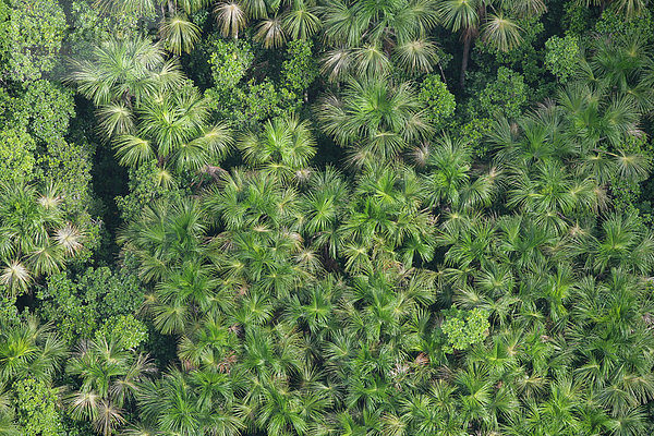 Kokos-Plantage  Regenwald  Luftaufnahme  Guyana  Südamerika