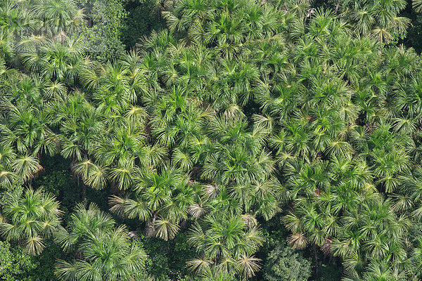 Kokos-Plantage  Regenwald  Luftaufnahme  Guyana  Südamerika