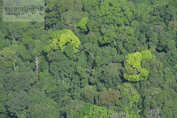 Regenwald  Luftaufnahme  Guyana  Südamerika