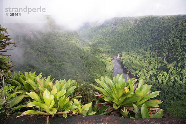 Nach einem tropischen Regen beim Kaieteur Wasserfall im Nationalpark Potaro  Guyana  Südamerika