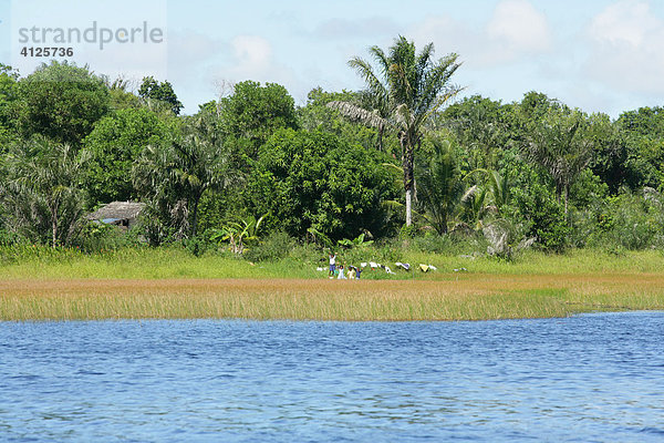 Uferlandschaft am Lake Capoey  Guyana  Südamerika