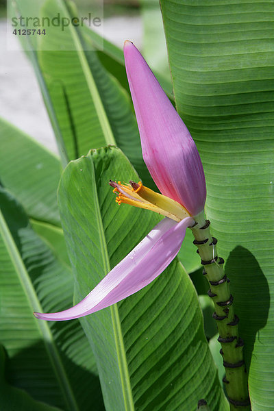 Bananengewächse (Musaceae)  Guyana  Südamerika