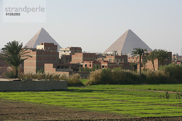 Neubauten  Hintergrund Pyramiden  Ghize  Ägypten  Afrika