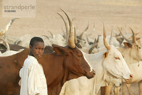 Hirtenjunge mit einer Zeburinder Herde (Bos primigenius indicus)  Kamerun  Afrika