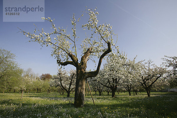 Beschnittene  blühende Apfelbäume (Malus domestica) auf einer Streuobstwiese  Oberbayern  Bayern  Deutschland  Europa