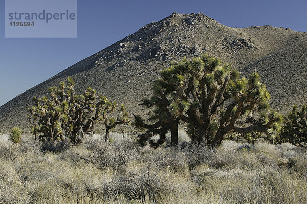 Josua-Palmlilie  Josuabaum (Yucca brevifolia)  Mojave Wüste  Kalifornien  USA  Nordamerika