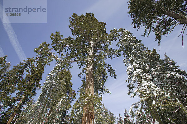 Riesenmammutbäume (Sequoiadendron giganteum)  Sequoia Nationalpark  Winter  Kalifornien  USA  Nordamerika