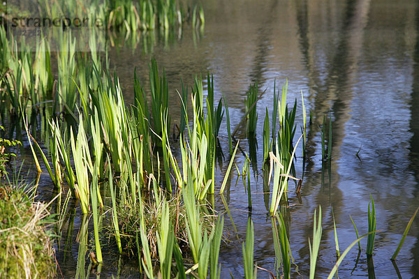 Schwertlilien (Iris) im Teich  Bergpark Wilhelmshöhe  Kassel  Nordhessen  Hessen  Deutschland  Europa