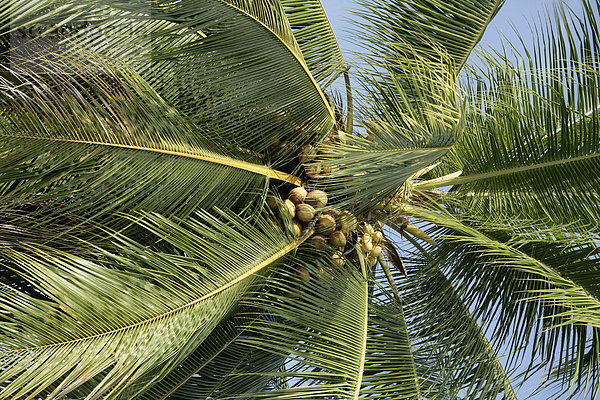 Kokosnusspalme (Cocos nucifera)  Biliau  Papua Neuguinea  Melanesien  Kontinent Australien