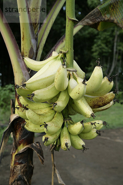 Bananen (Musa)  Kochbananen an der Staude  Biliau  Papua Neuguinea  Melanesien  Kontinent Australien