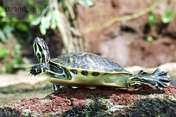 Schmuckschildkröte  Schildkröte