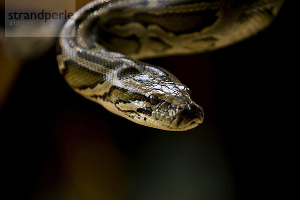 Eine Python in Vietnam  Asien