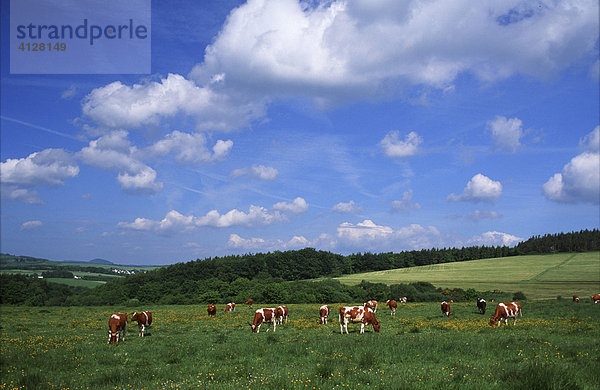 Rinderherde auf einer Weide  Eifel  Deutschland