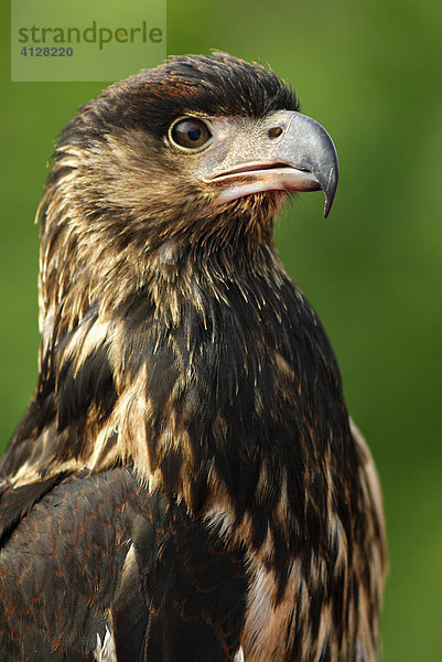 Adler (Aquila)