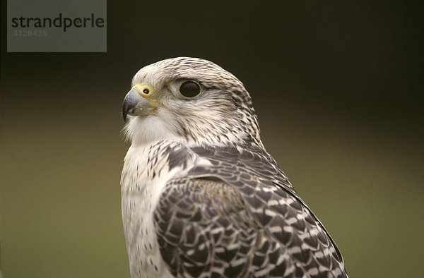 Falke  Gerfalke-Sakerfalke (Falco hybrid)