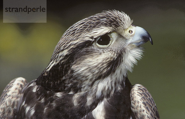 Portrait  Saker-Würgfalke (Falco cherrug)