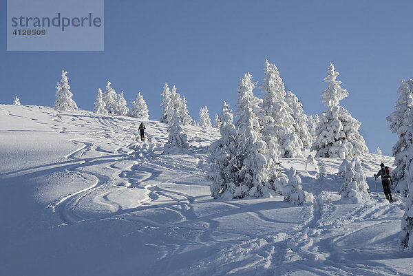 Skitourengeher und Skiabfahrtsspuren in einem tiefverschneiten Berghang mit Fichtenbäumen  Wildschönau Tirol Österreich