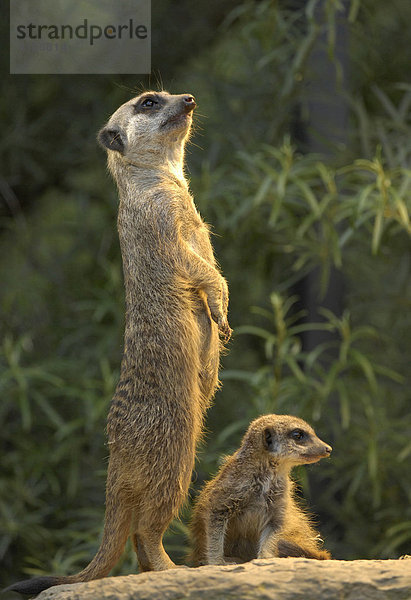 Erdmännchen (Suricata suricatta) mit Jungtier