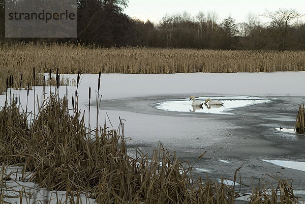 Zwei Schwäne in einem Loch im zugefrorenen Inselteich zwischen Schilf  Naturschutzgebiet Karower Teiche  Berlin  Deutschland