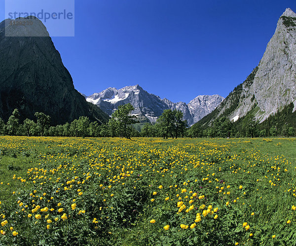 Großer Ahornboden  Trollblumen (Trollius)  Spritzkarspitze  Eiskarln  Karwendel  Tirol  Österreich