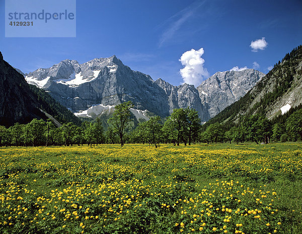 Großer Ahornboden  Trollblumen (Trollius)  Spritzkarspitze  Eiskarln  Karwendel  Tirol  Österreich
