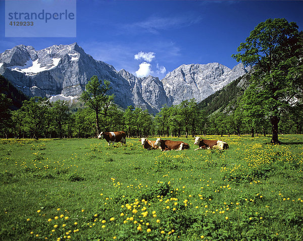 Grosser Ahornboden  Kühe  Spritzkarspitze  Eiskarln  Karwendel  Tirol  Österreich