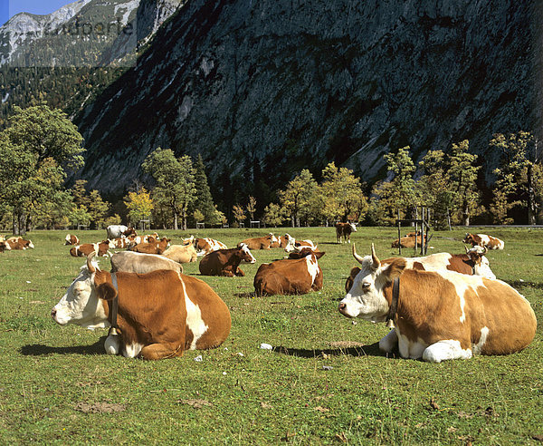 Kühe  Engalm  Eng  Karwendel  Tirol  Österreich