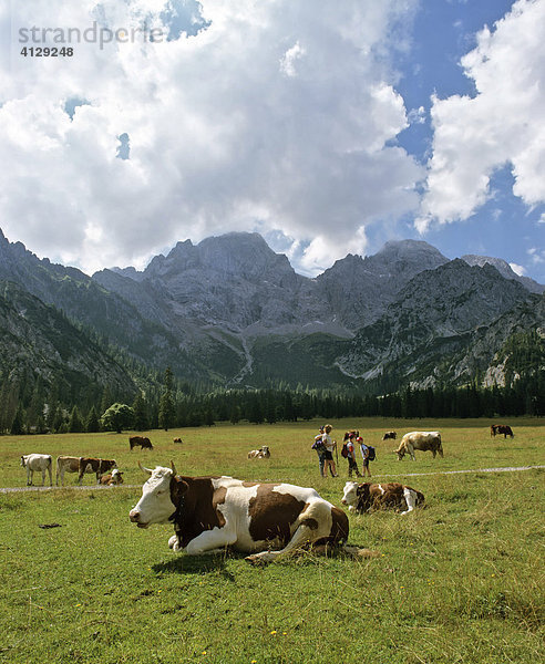 Kuhweide  Rhontal  Östliche Karwendelspitze  Karwendel  Tirol  Österreich