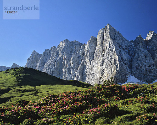 Laliderer Wand  Lalidererspitze  Zwerg-Alpenrose (Rhodothamnus chamaecistus)  Karwendel  Tirol  Österreich