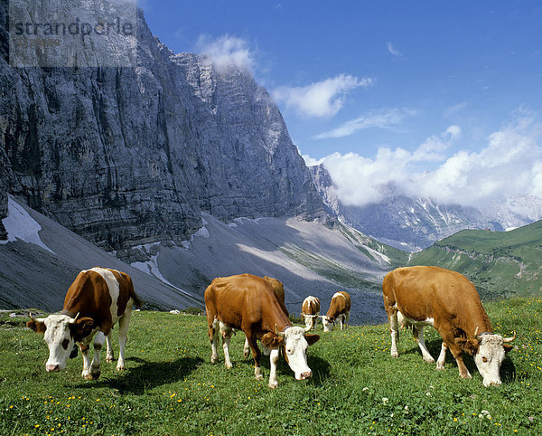 Am Hohljoch  Lalidererwand  Vieh  Karwendel  Tirol  Österreich