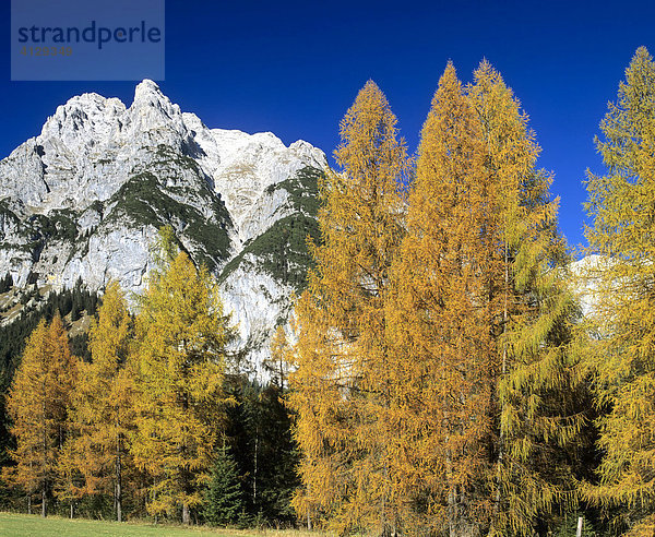 Leutascher Dreitorspitze  Herbst  Wettersteingebirge  Tirol  Österreich