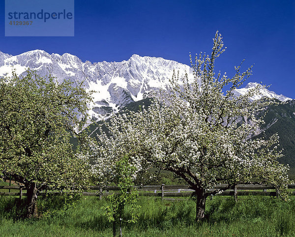 Apfelbaumblüte  Mieminger Kette  Tirol  Österreich