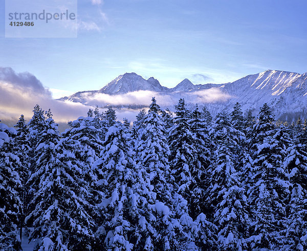 Rosskogel in den Stubaier Alpen  Winter  Winterwald  Tirol  Österreich