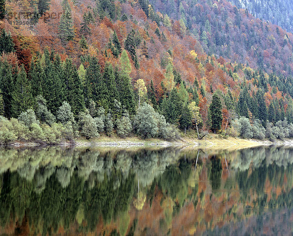Bergwald im Herbst  Mittersee bei Ruhpolding  Chiemgau  Oberbayern  Deutschland