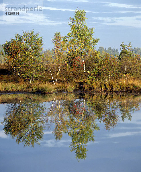 Moorsee  Moor  Birken im Herbst  Wasserspiegelung