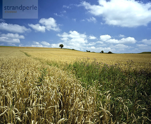 Getreidefelder bei Tengling  Rupertiwinkel  Oberbayern  Deutschland