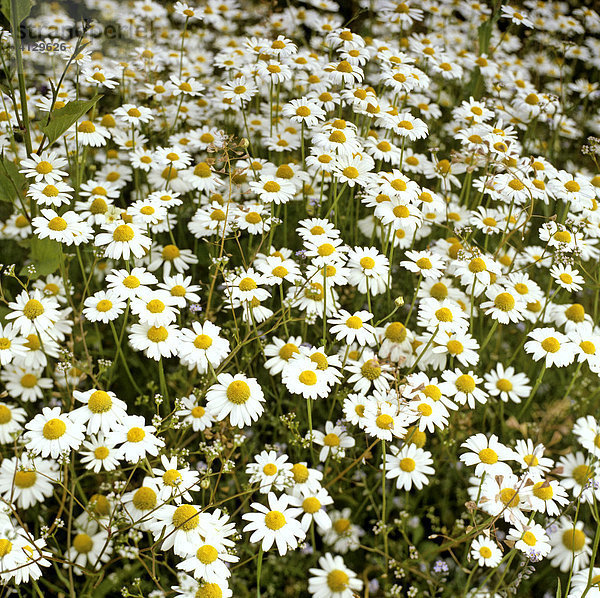 Margeriten  Leucanthemum  Korbblütler  Blumenwiese