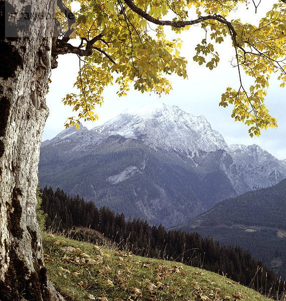 Watzmann  Berchtesgadener Alpen  Ahorn (Acer) Oberbayern  Bayern  Deutschland