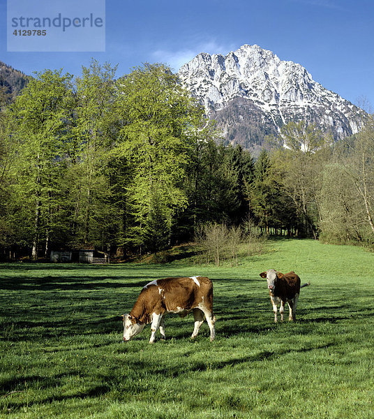 Hochstaufen  Chiemgauer Alpen  Berchtesgadener Land  Kuhweide  Oberbayern  Deutschland