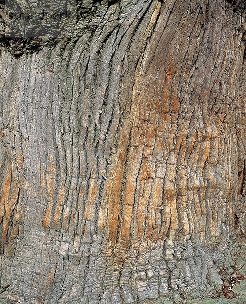 Oak bark  detail shot