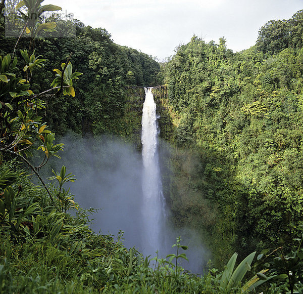 Wasserfall  Tropenwald  Regenwald