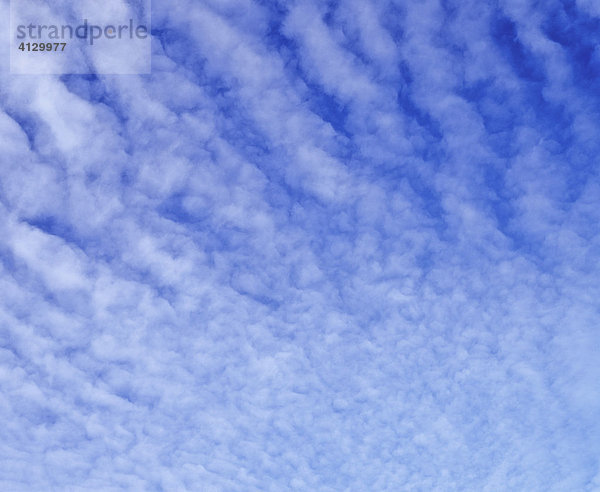 Altocumulus  größere Schäfchenwolken  blauer Himmel