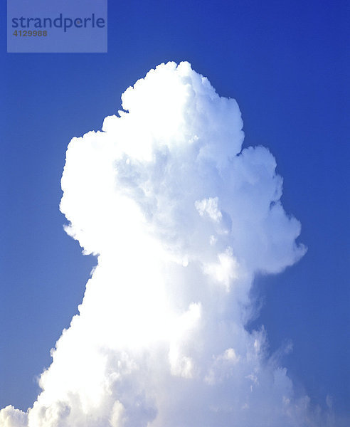 Cumulonimbus  Gewitterwolken  blauer Himmel  aufziehendes Gewitter  Wolkentürme  Form eines Penis