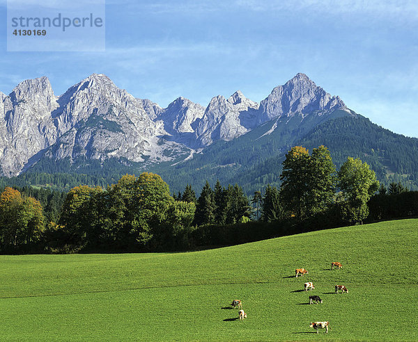 Tennengebirge  Kuhweide  Landwirtschaft  Salzburger Land  Österreich